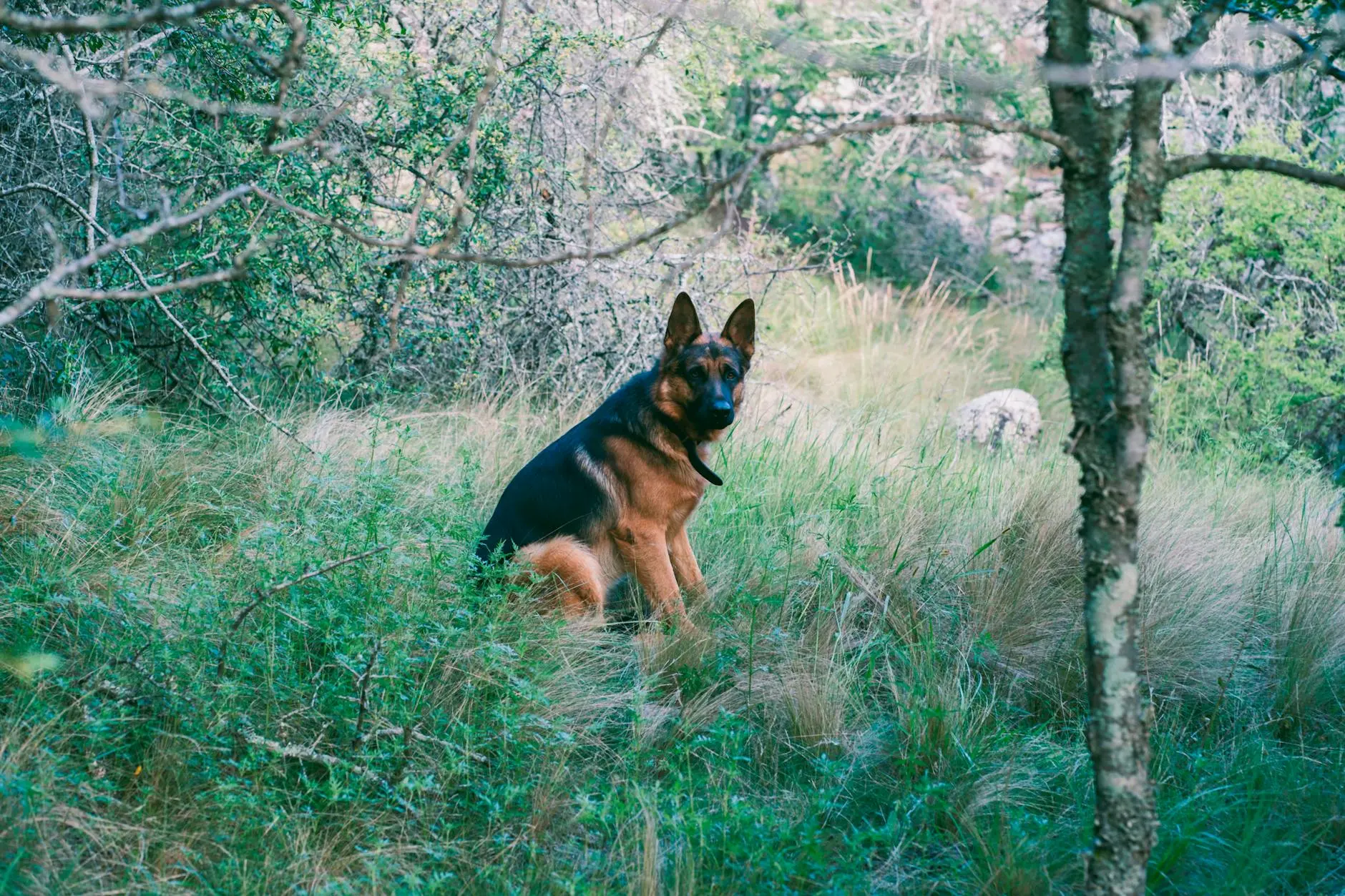 Cheagle Dog Breed Discover the Unique Charm and Characteristics of the Cheagle Dog Breed