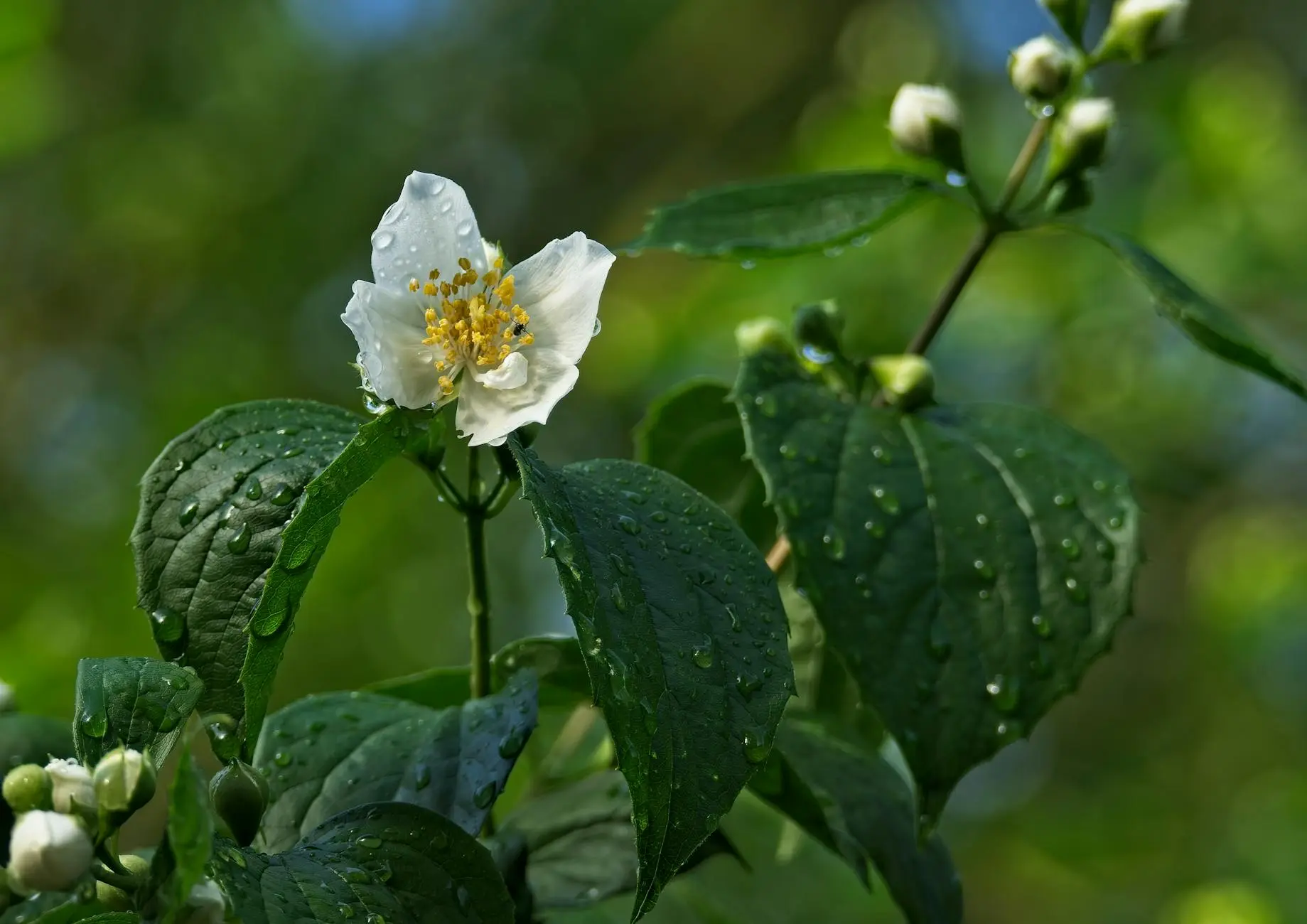 Itea (Virginia Sweetspire): A Comprehensive Guide to Growing and Enjoying Sweetspire Shrubs Explore the beauty, versatility, and ease of Itea shrubs—native, fragrant, and vibrant for every garden.