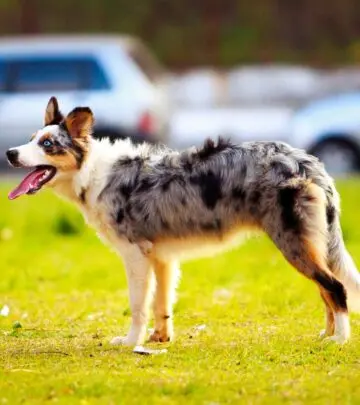 Energetic and intelligent companions thriving with active families and loving homes.