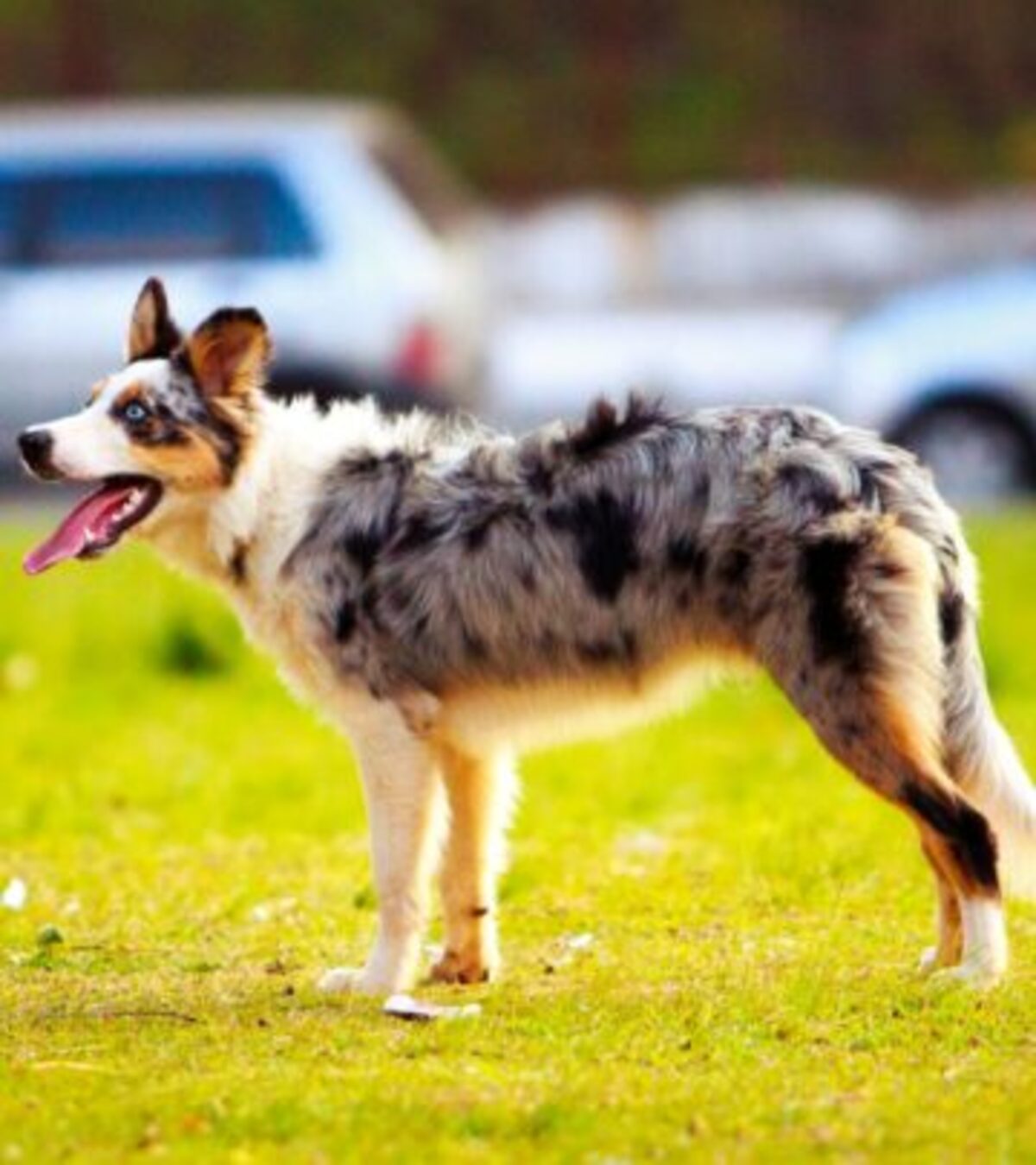 Australian Shepherd: Complete Breed Profile, Traits, and Care Guide_image
