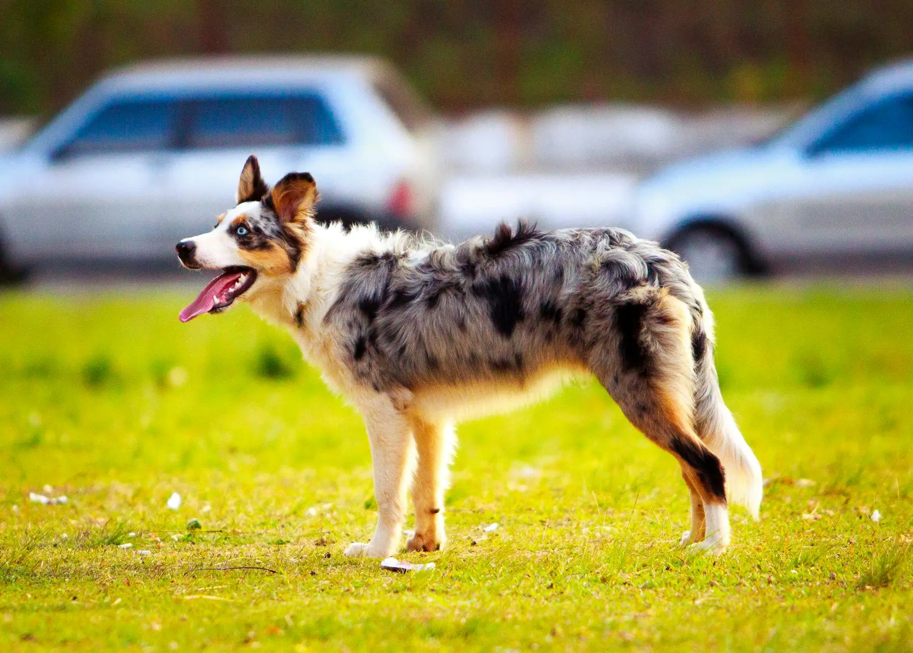 Australian Shepherd: Breed Profile, Traits, Care Energetic and intelligent companions thriving with active families and loving homes.