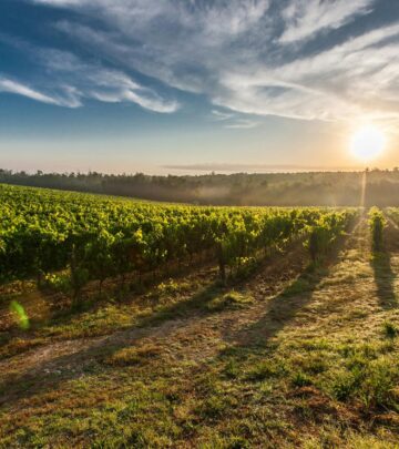 Napa Valley Wineries: A Curated Guide to Unforgettable Tastings and Experiences