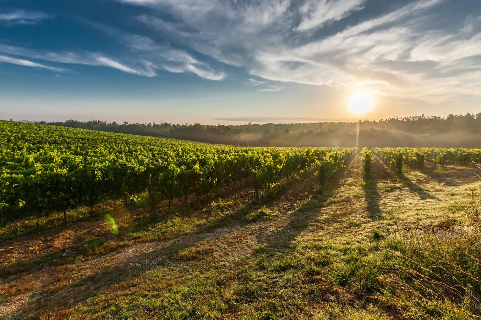Discover Napa Valley’s most picturesque wineries, essential tasting experiences, and insider tips for planning your ideal wine country adventure.