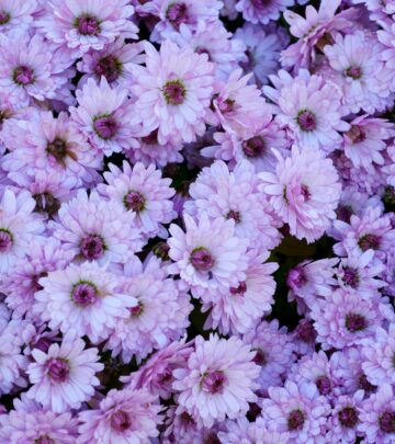 How to Grow & Care for Bouvardia (Firecracker Bush)