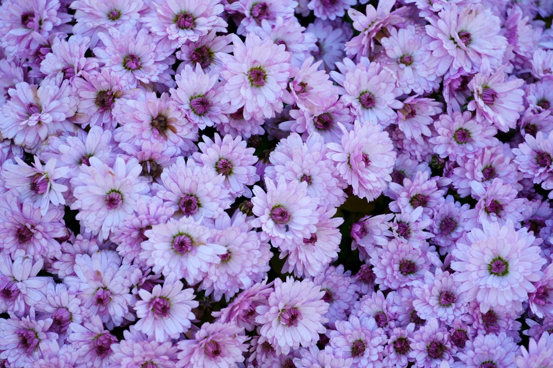 How to Grow & Care for Bouvardia (Firecracker Bush) Discover how to successfully grow vibrant, pollinator-friendly Bouvardia shrubs—perfect for garden beds, borders, and cut flower arrangements.