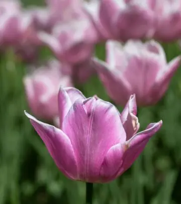 Transform outdoor spaces with unique designs to grow vibrant plants and fresh veggies.
