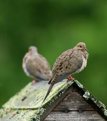 How to Create a Bird-Friendly Garden: Best Plants, Design Tips & Habitat Essentials