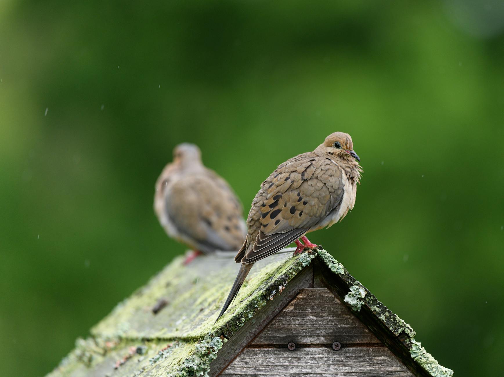 How to Create a Bird-Friendly Garden: Best Plants, Design Tips & Habitat Essentials Transform your outdoor space into a bird-friendly haven by selecting native plants, providing water and shelter, and designing for year-round appeal.