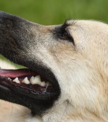 German Sheprador: The Ultimate Guide to the Lovable German Shepherd Lab Mix