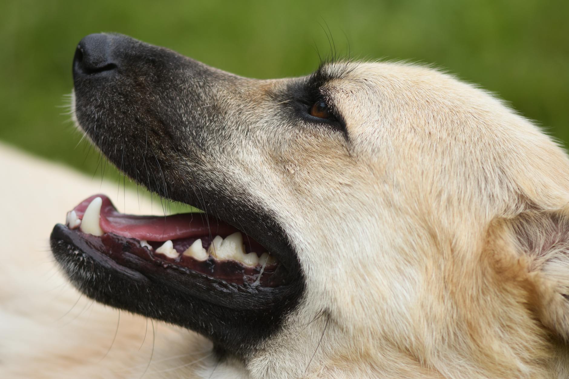 German Sheprador: The Ultimate Guide to the Lovable German Shepherd Lab Mix Explore the German Sheprador, a loyal, energetic blend of German Shepherd and Labrador, perfect for active families seeking a devoted companion.