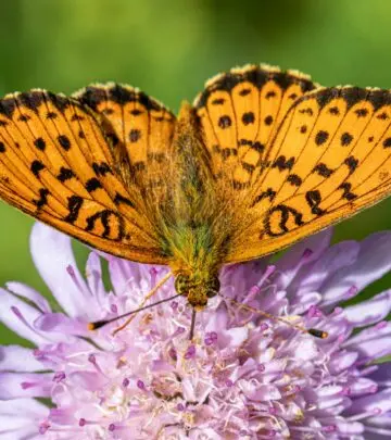 Discover how to cultivate these charming, pollinator-friendly blooms for a stunning garden display