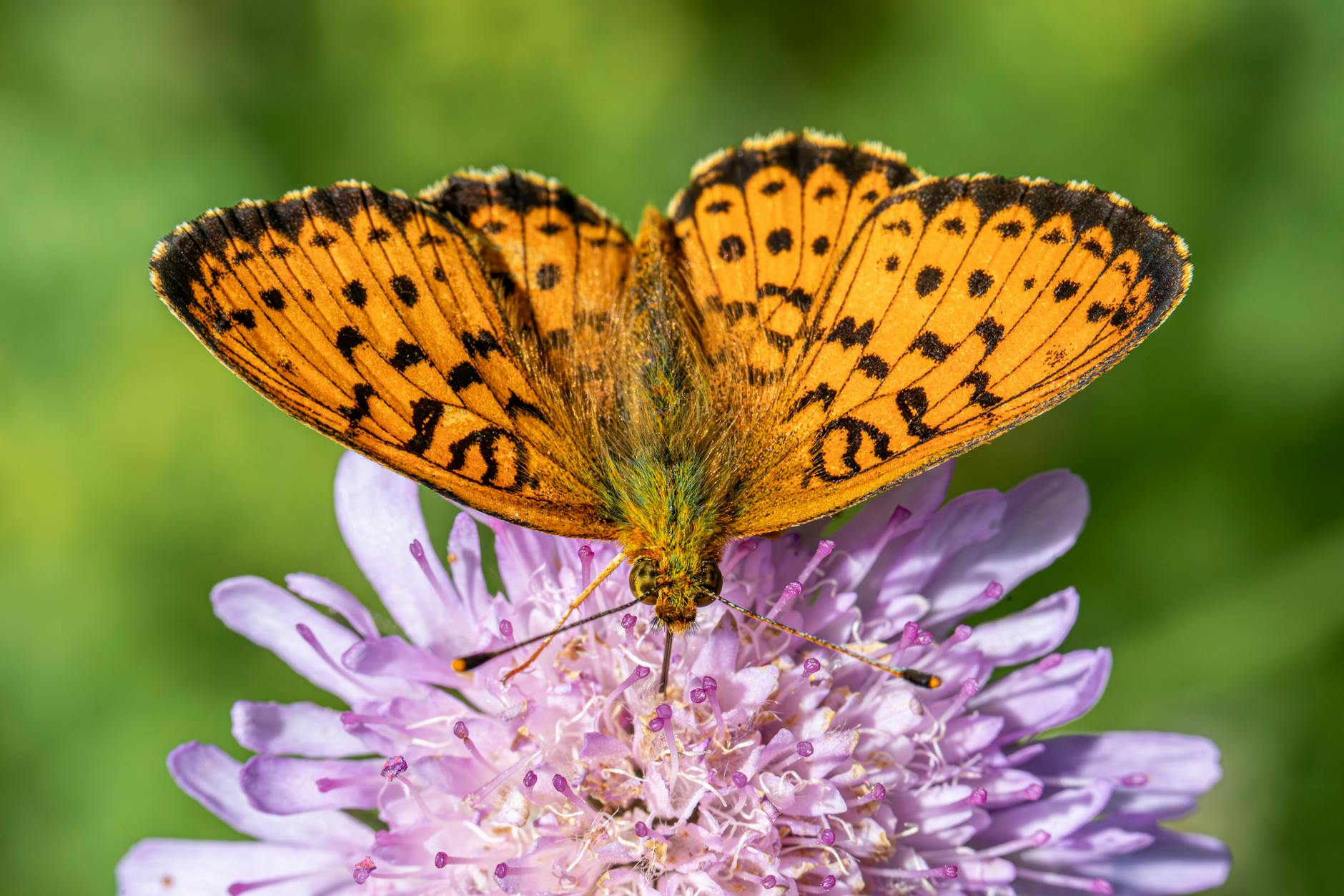 Growing Scabiosa: The Complete Guide to Pincushion Flowers Discover how to cultivate these charming, pollinator-friendly blooms for a stunning garden display