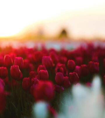 The Complete Guide to Rose Fertilization