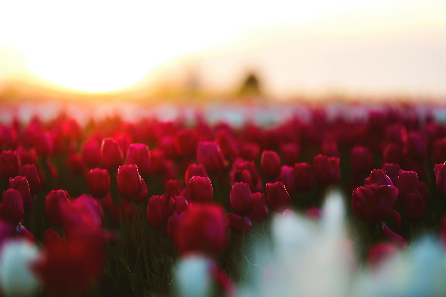 The Complete Guide to Rose Fertilization The Complete Guide to Rose Fertilization_image