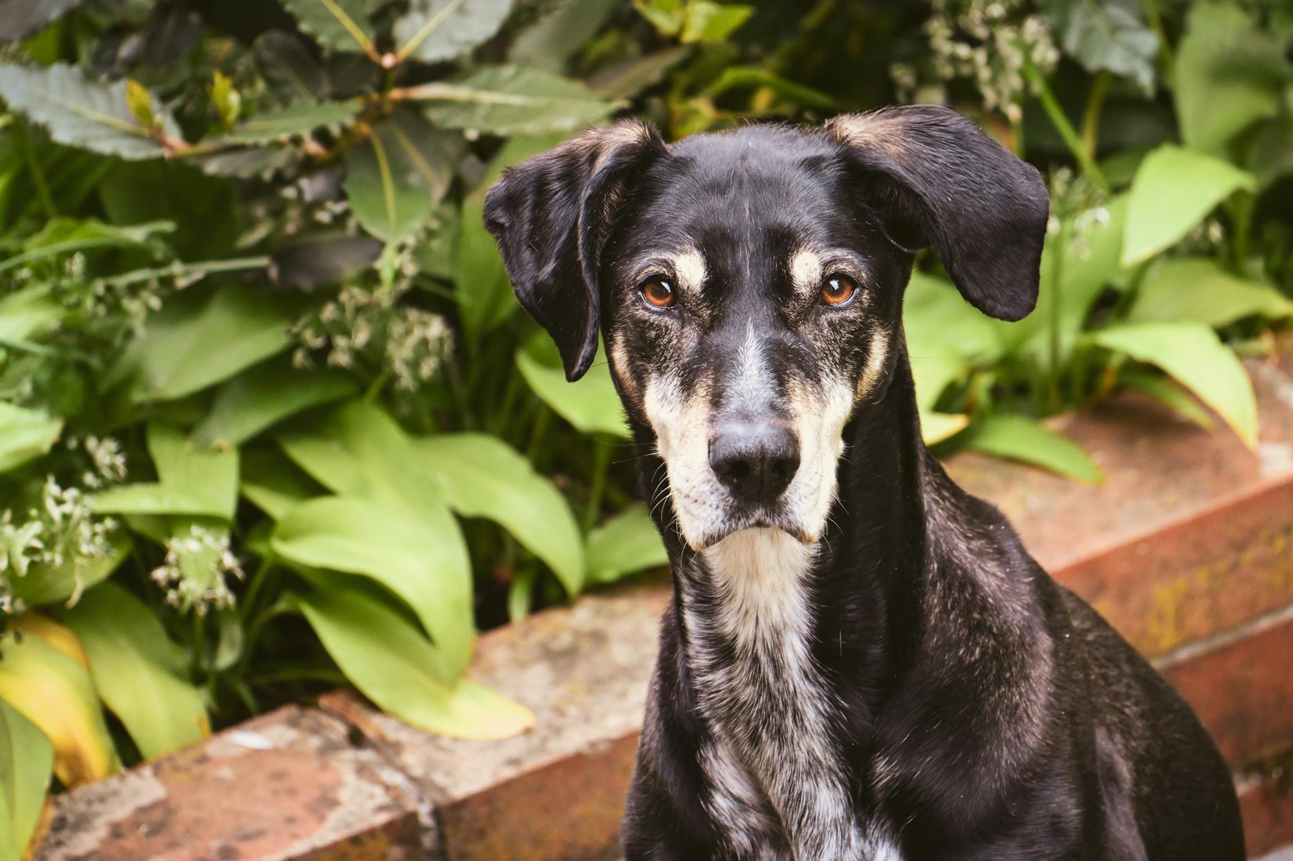 Jack Chi Dog Breed: Characteristics, Care & Complete Guide Discover the energetic, affectionate Jack Russell Chihuahua mix that packs big personality in a small package