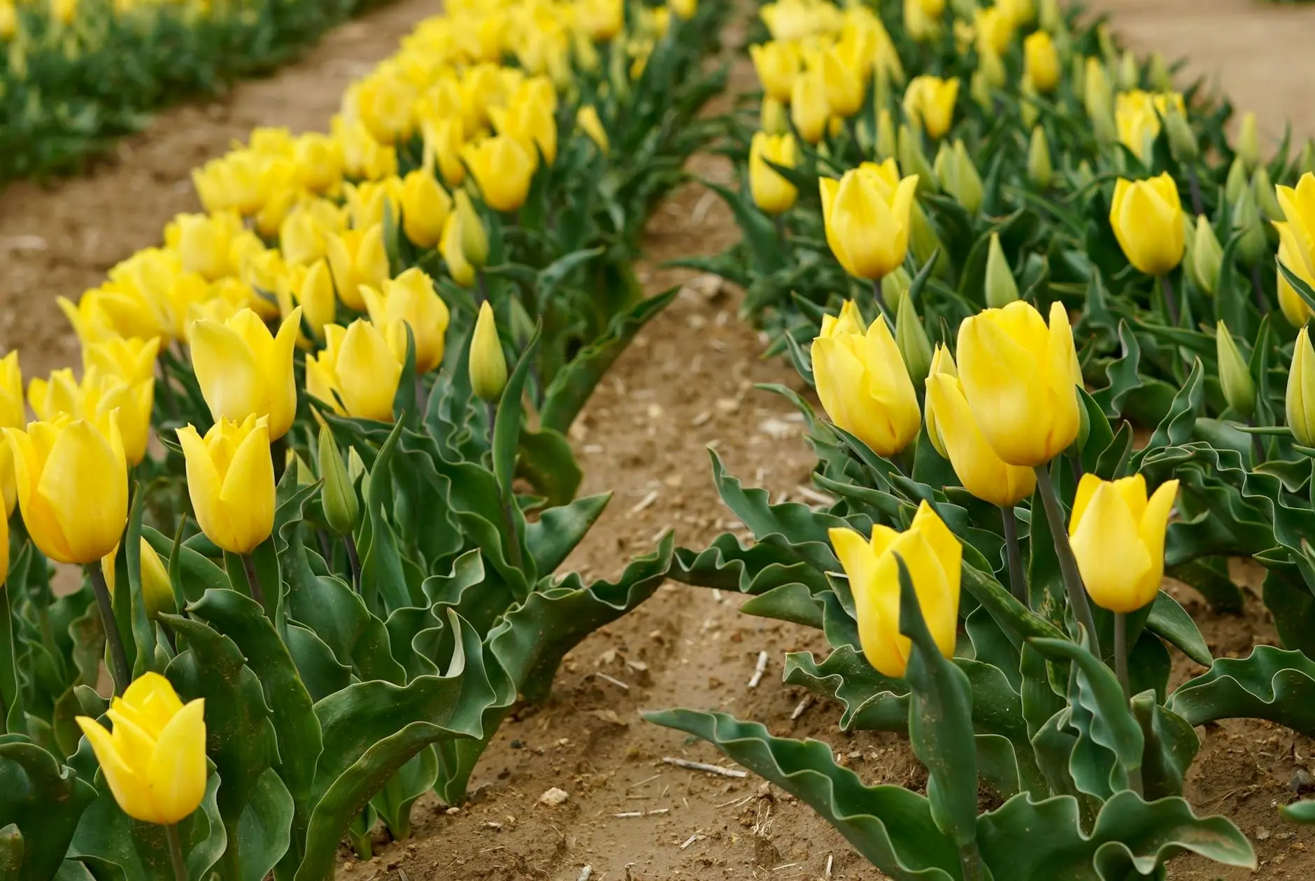 Explore planting, care, and design tips for vibrant tulips in your garden landscape.