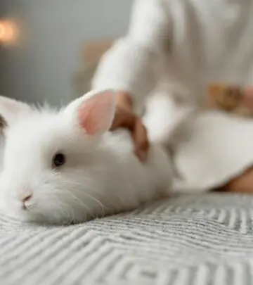 Explore the differences (and similarities) between bunnies and rabbits, plus fascinating facts about these beloved lagomorphs.