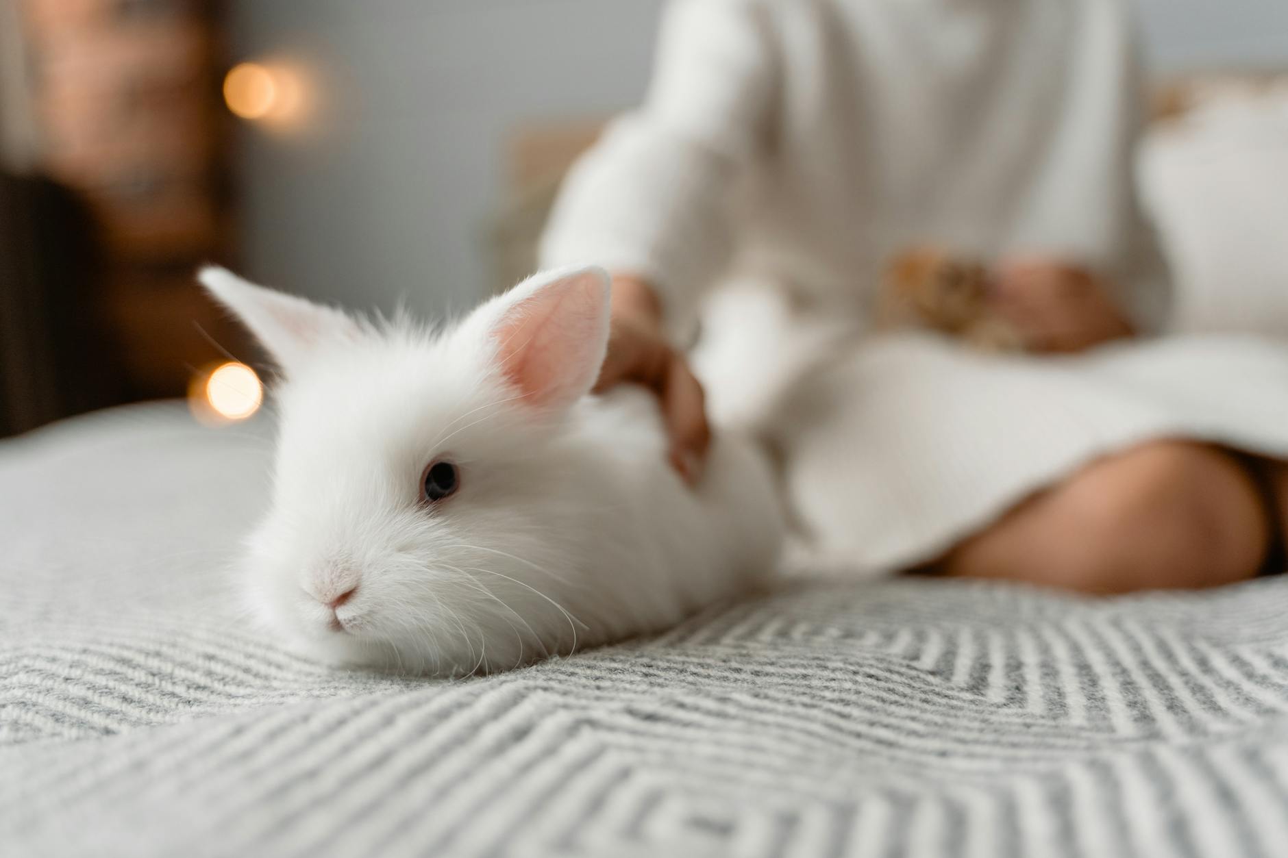 Bunny vs. Rabbit: Understanding the Real Difference Explore the differences (and similarities) between bunnies and rabbits, plus fascinating facts about these beloved lagomorphs.