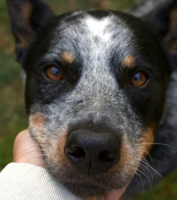 Australian Cattle Dog: Breed Profile, Traits, Care, and FAQs