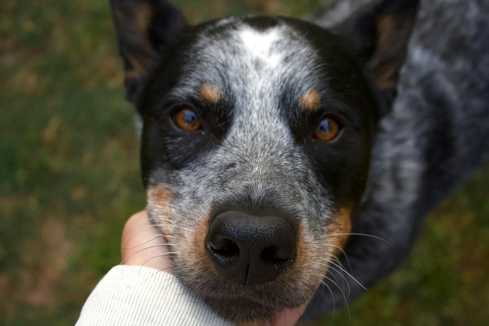 Australian Cattle Dog: Breed Profile, Traits, Care, and FAQs Australian Cattle Dog: Breed Profile, Traits, Care, and FAQs_image