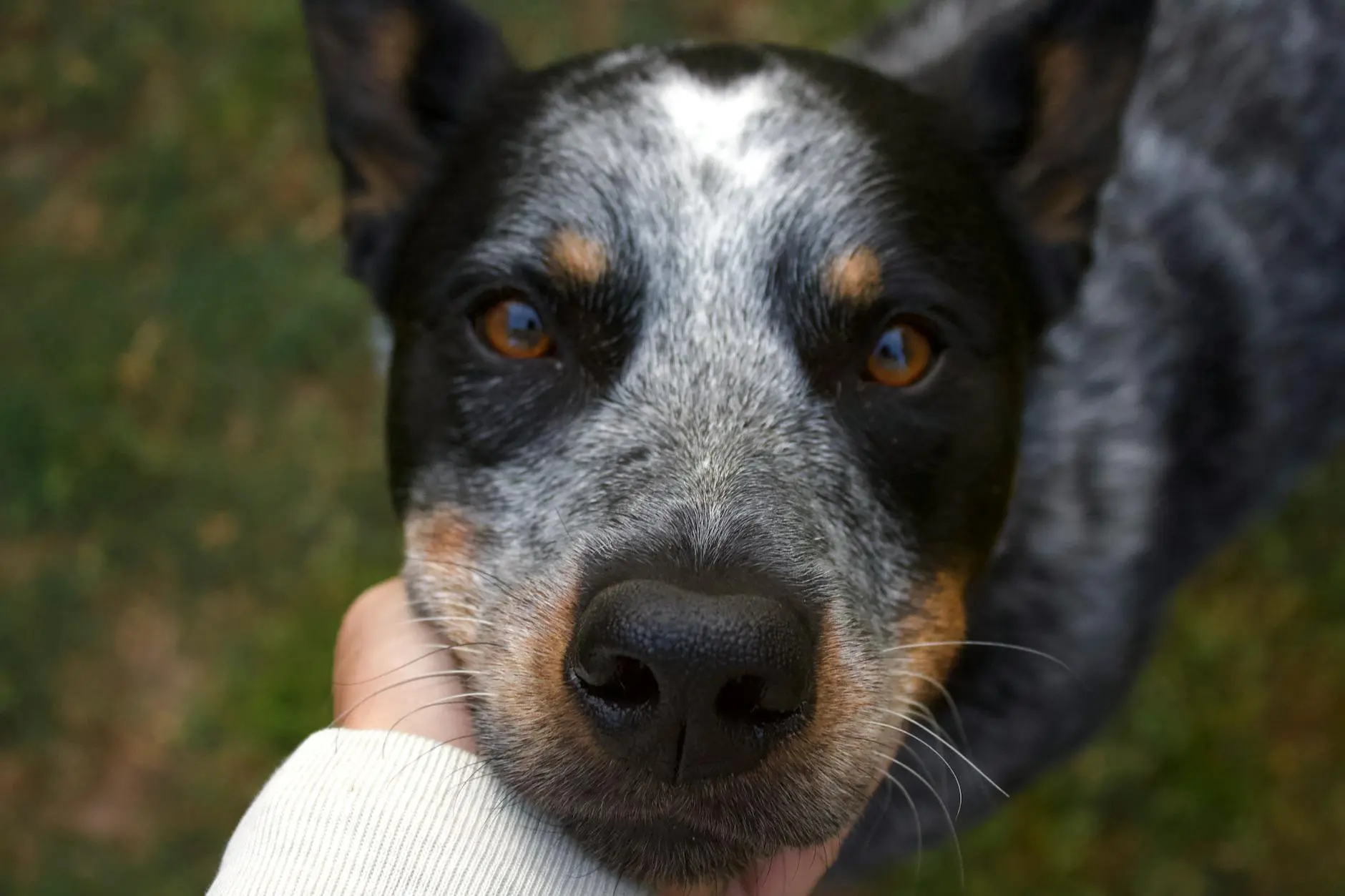 Loyal, energetic companion perfect for active lifestyles with smart, hardworking nature.