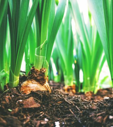 How to Protect Garden Bulbs from Hungry Squirrels