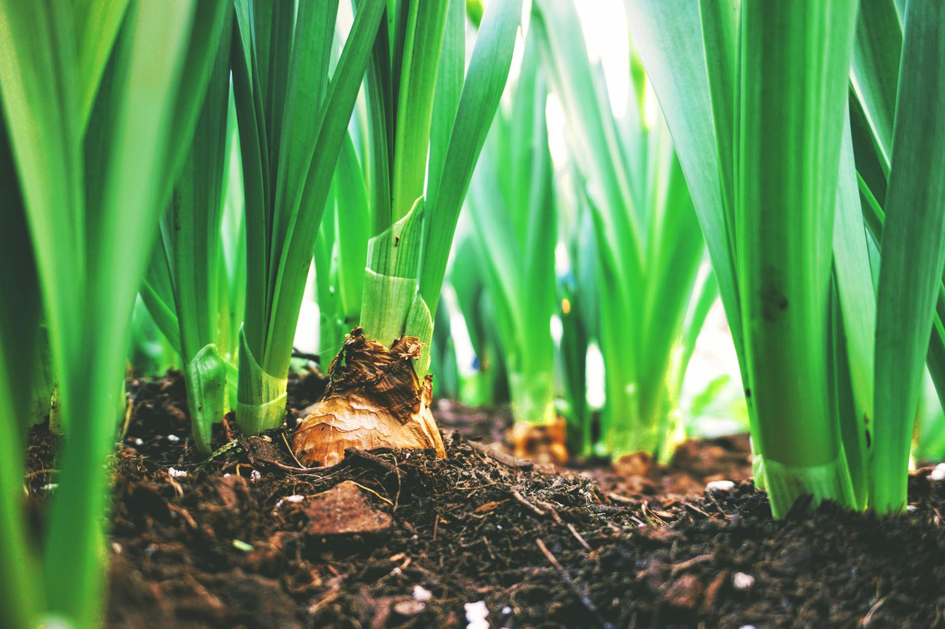 How to Protect Garden Bulbs from Hungry Squirrels Discover proven strategies and expert tips to prevent squirrels from feasting on your garden bulbs, ensuring a beautiful spring display.