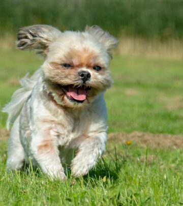 Meet Yogi: The Shih-Poo Whose Human-Like Face Captivated the Internet