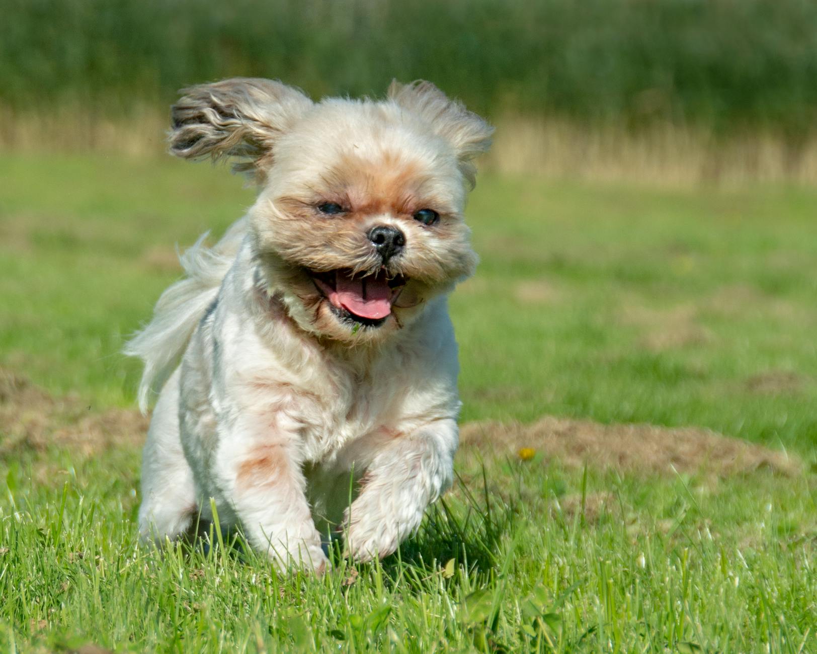 Meet Yogi: The Shih-Poo Whose Human-Like Face Captivated the Internet Discover how Yogi, a Shih-Poo with an uncannily human face, sparked viral fascination and endless online debate.