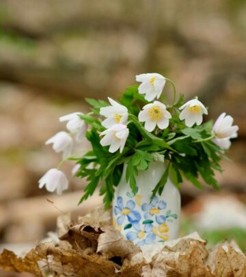 Anemones: A Complete Guide to Cultivating Elegant Perennials