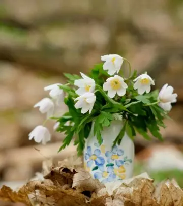 Discover everything about growing anemones, from planting tips to care, varieties, and design ideas for your garden.