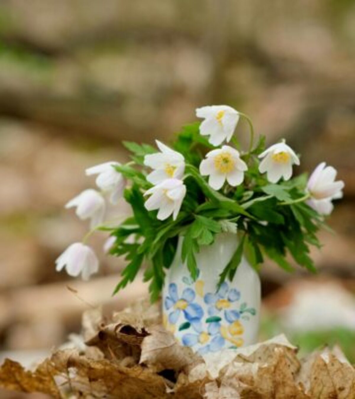 Anemones: A Complete Guide to Cultivating Elegant Perennials Discover everything about growing anemones, from planting tips to care, varieties, and design ideas for your garden.