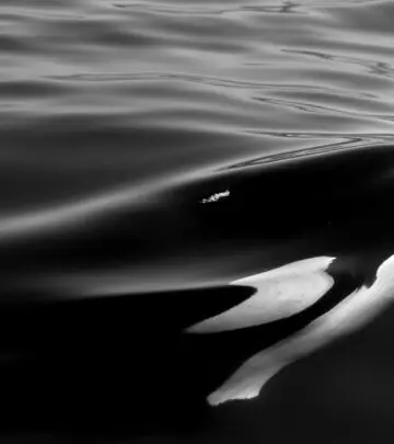 A seasoned photographer's lifelong dream comes true with the sighting of an extremely rare white orca off the coast of Japan.
