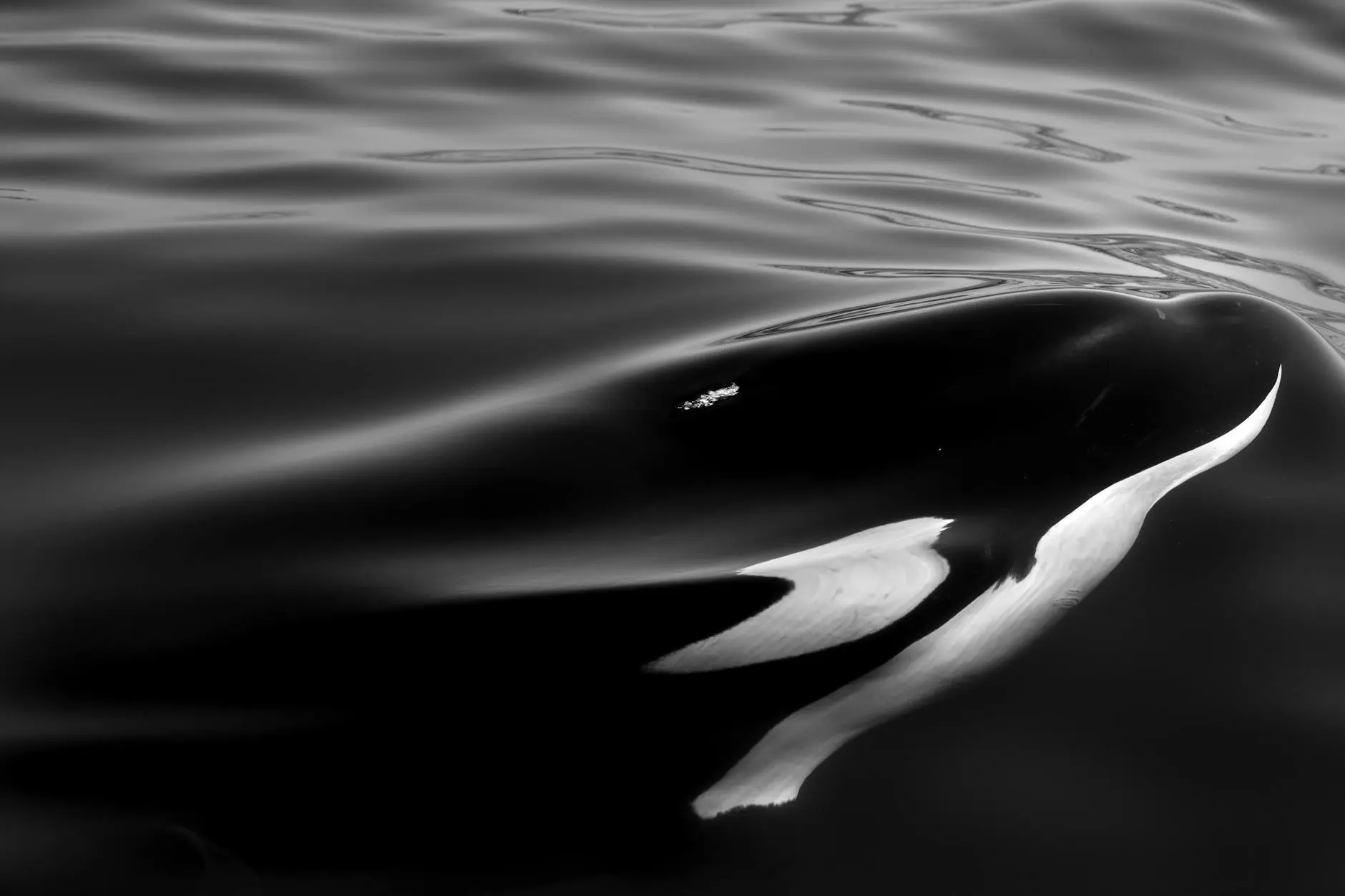 Wildlife Photographer Captures Astonishing Images of Rare White Orca A seasoned photographer's lifelong dream comes true with the sighting of an extremely rare white orca off the coast of Japan.