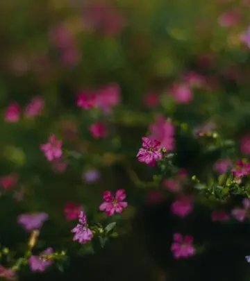 Discover how to cultivate colorful, pollinator-friendly Cuphea plants for continuous garden beauty, from planting tips to care essentials.