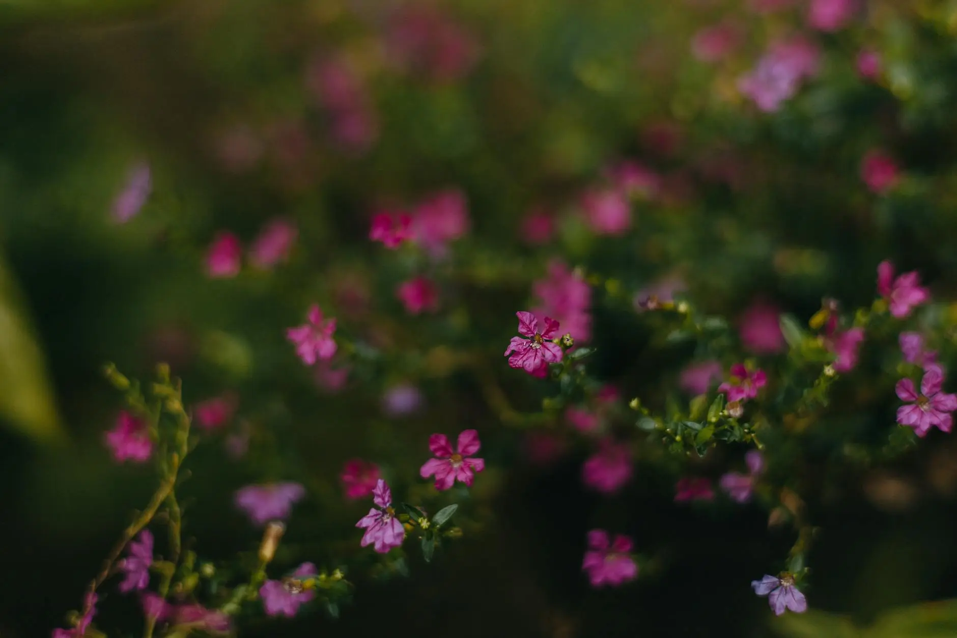 Cuphea: The Ultimate Guide to Growing and Caring for These Vibrant Annuals Discover how to cultivate colorful, pollinator-friendly Cuphea plants for continuous garden beauty, from planting tips to care essentials.