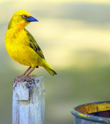 120+ Best Bird Names: Creative Ideas for Naming Your Feathered Friend
