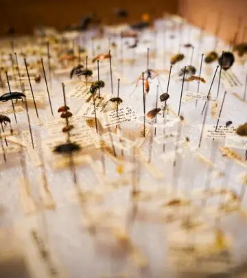 Discover surprising creepy crawlies often mistaken for common pests around your home.
