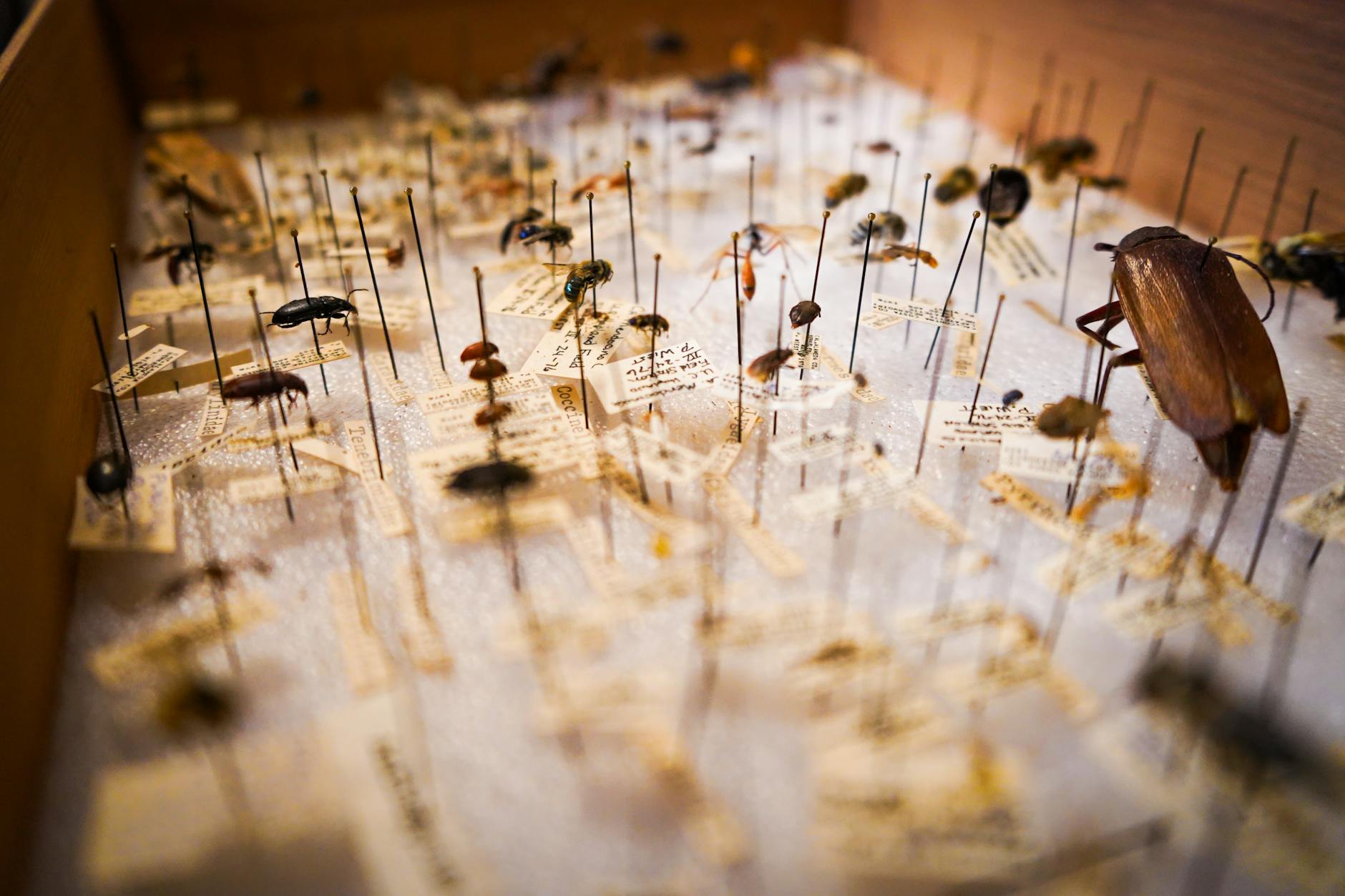 7 Insects That Resemble Cockroaches But Are Something Entirely Different_image