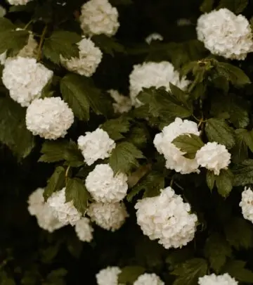 Discover how these adaptable flowering shrubs can transform your landscape with year-round appeal and wildlife benefits