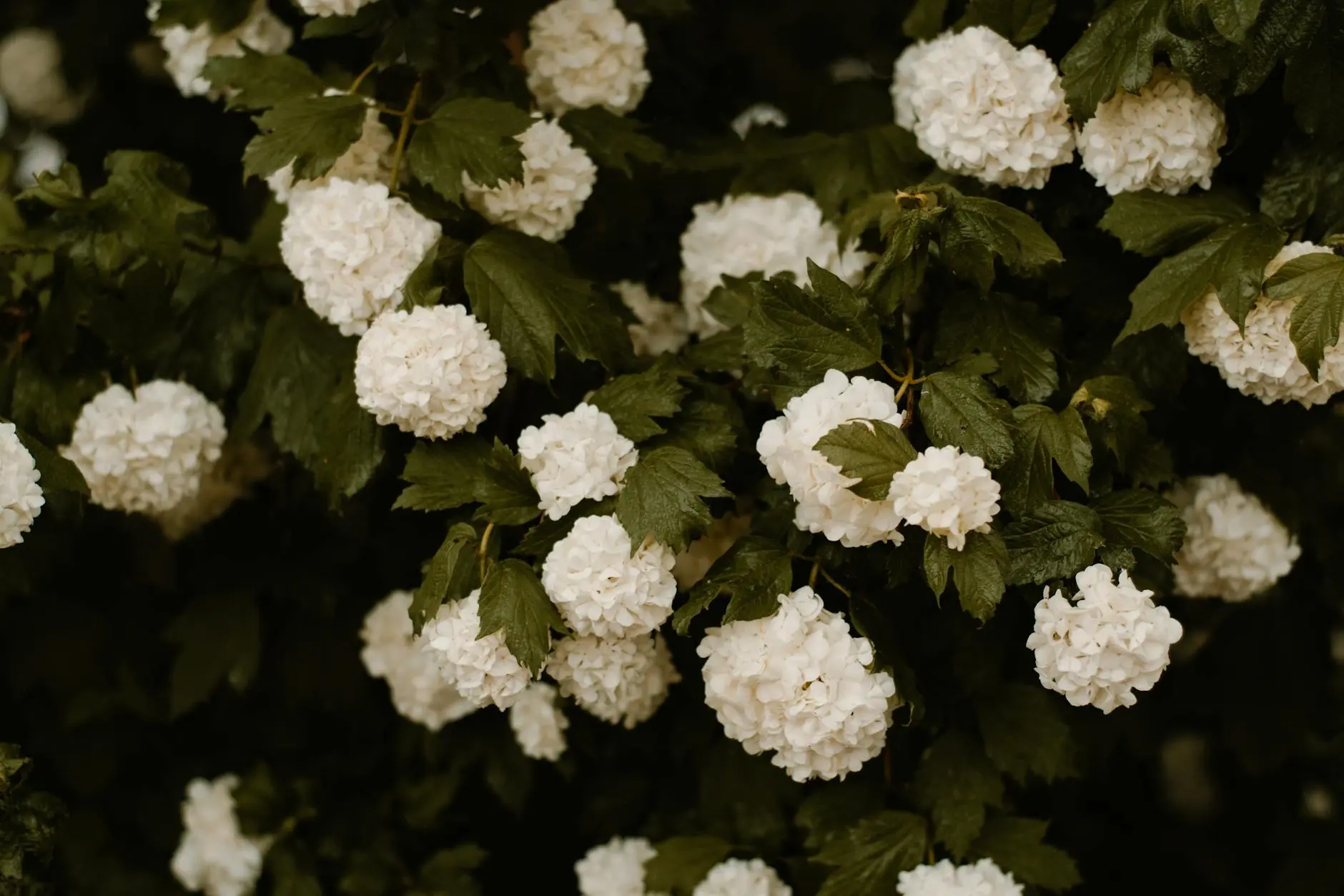 Viburnum: The Versatile Shrub for Every Garden Discover how these adaptable flowering shrubs can transform your landscape with year-round appeal and wildlife benefits