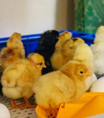 Discover a hilarious flock of chicken jokes and puns for kids, adults, and every poultry fan in between—cluck your way to laughter!