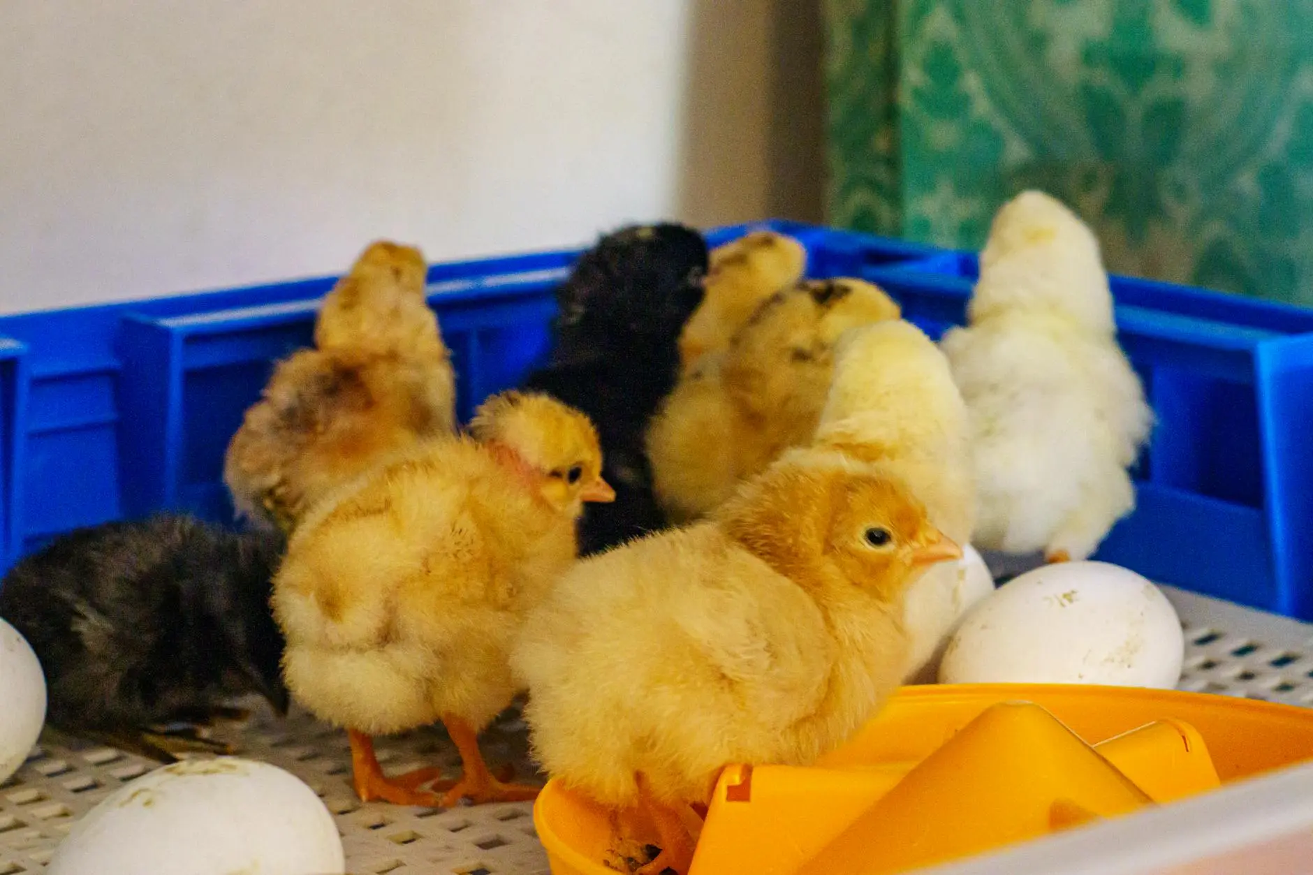 Discover a hilarious flock of chicken jokes and puns for kids, adults, and every poultry fan in between—cluck your way to laughter!