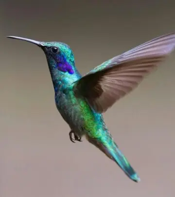 Discover beautiful, thoughtful, and humorous bird quotes to inspire, comfort, and bring a smile to your face.