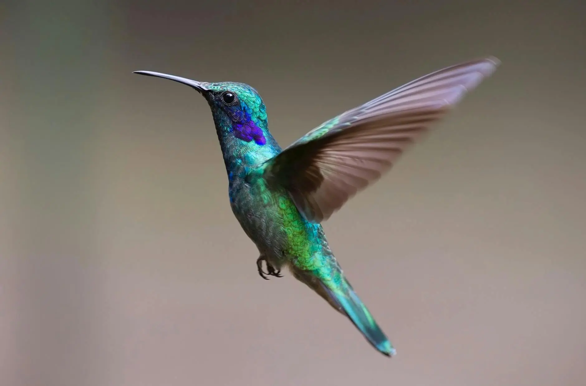 The Most Uplifting Bird Quotes to Brighten Your Day Discover beautiful, thoughtful, and humorous bird quotes to inspire, comfort, and bring a smile to your face.