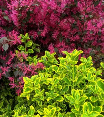 All you need to know about growing and caring for Loropetalum shrubs, the beautiful Chinese fringe flower.