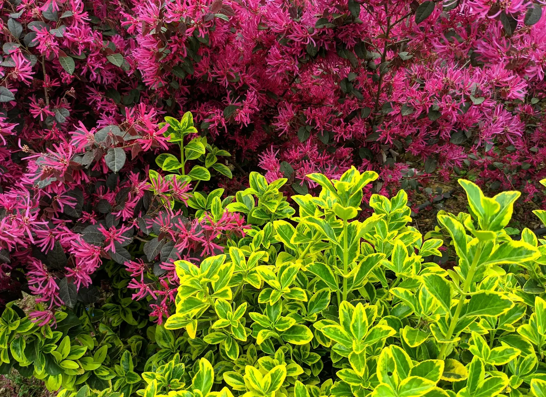 Loropetalum Shrubs: A Complete Guide to Growing Chinese Fringe Flower All you need to know about growing and caring for Loropetalum shrubs, the beautiful Chinese fringe flower.