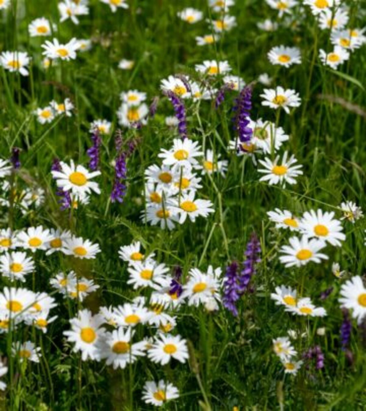 Discover 28 captivating daisy types for every garden style, from drought-tolerant favorites to florist showstoppers.