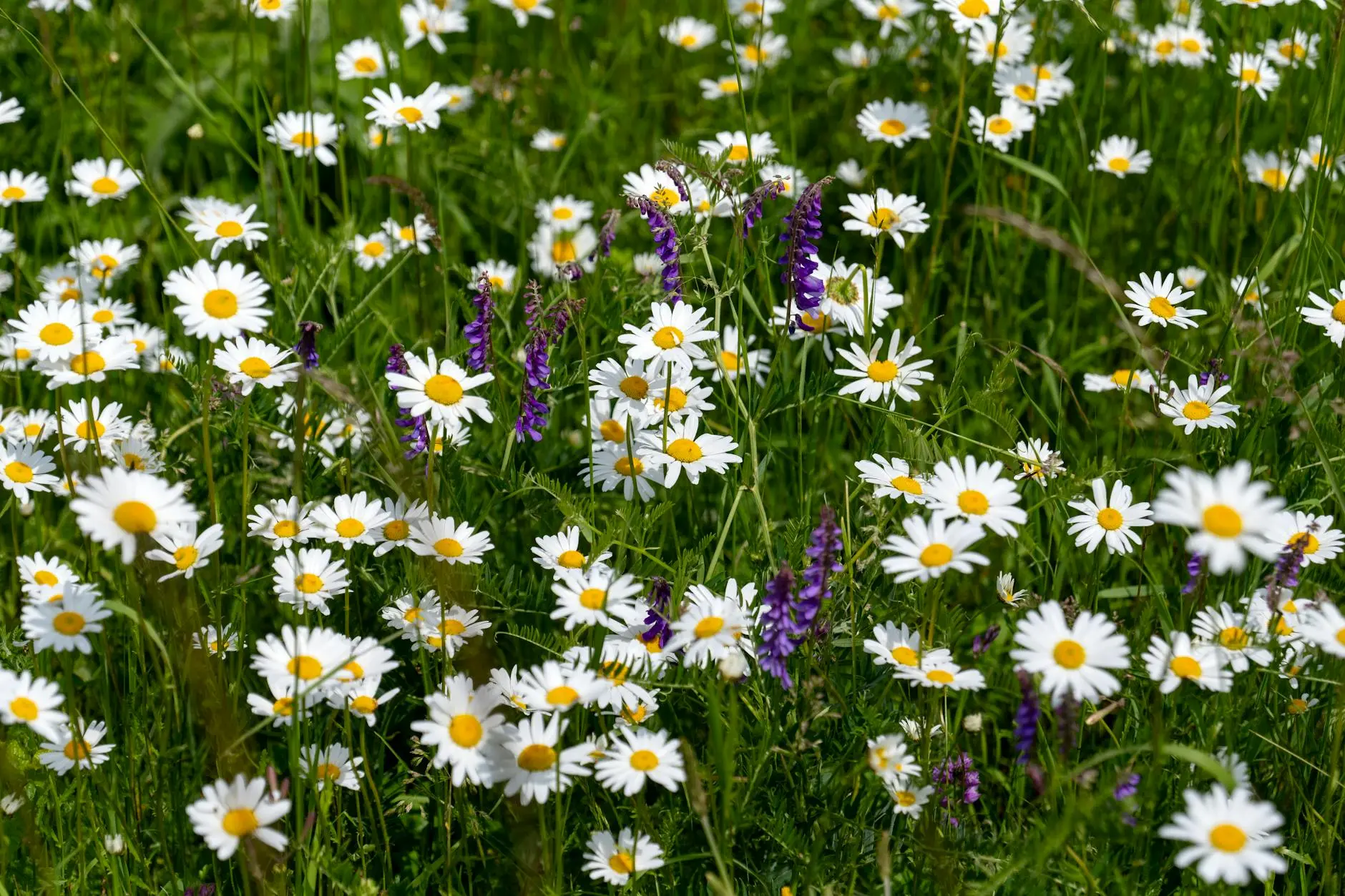 28 Daisy Types: A Blooming Guide for Every Garden Discover 28 captivating daisy types for every garden style, from drought-tolerant favorites to florist showstoppers.