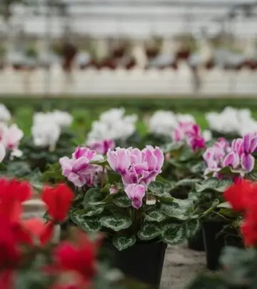 Discover how to grow, plant, and care for cyclamen bulbs indoors and outdoors for stunning seasonal color and long-lasting blooms.